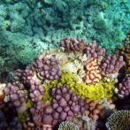 Cairns: Rainforest, Bush & Reef, Triple Treat!