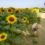 A Day in My Life – Dog Sitting in France